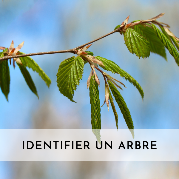 Choisir Un Arbre Association Foresti Re Du Sud Du Qu Bec